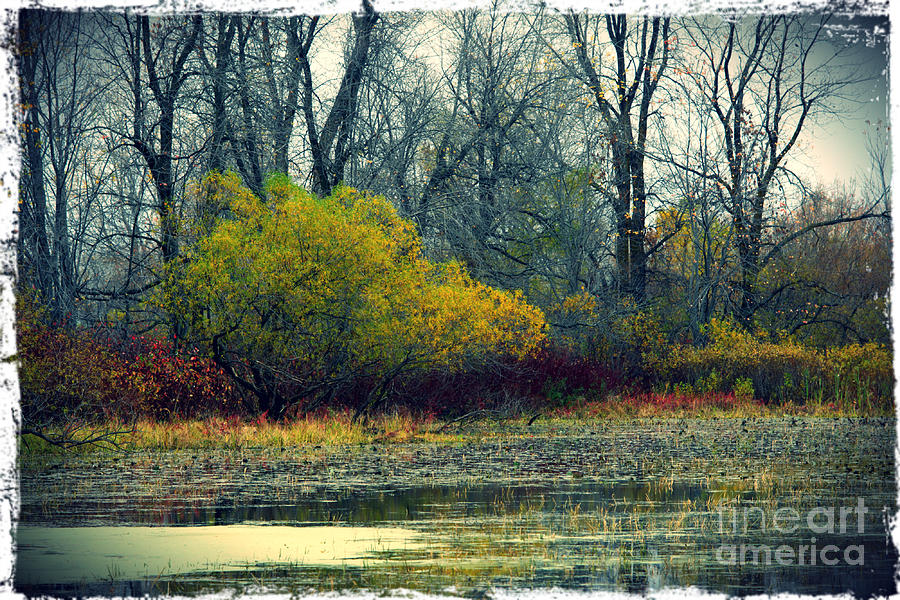Nature Photograph - Swamp #2 by Sophie Vigneault