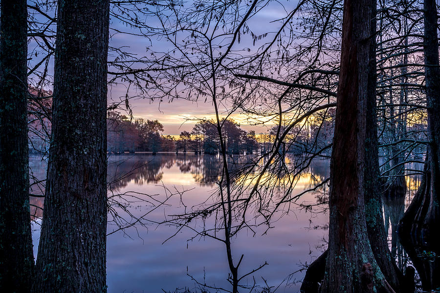 Tree Photograph - Swamp Sunrise #2 by David Morefield