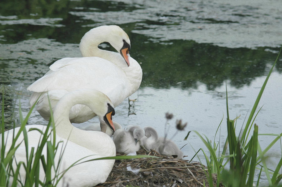 Swan Family #2 Photograph by Tracy Winter