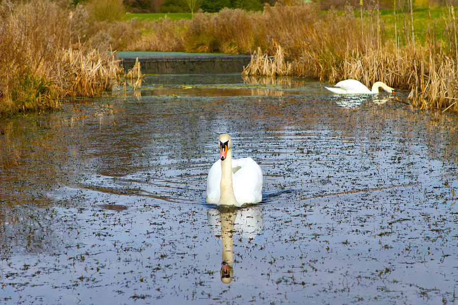Swan In River In An English Countryside Scene On A Cold Winter Photograph By Fizzy Image Fine