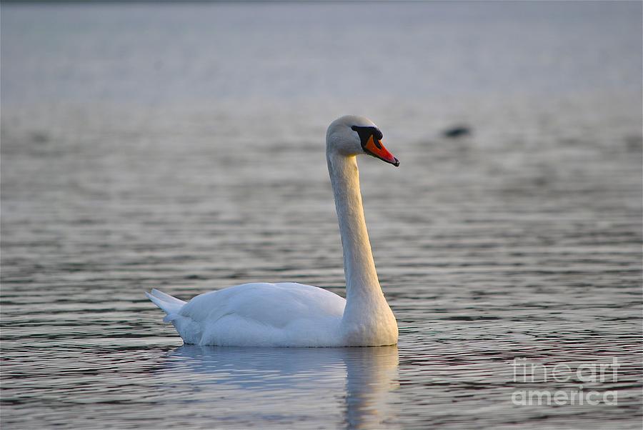 Swan Photograph - Swan #2 by Kimberly McDonell