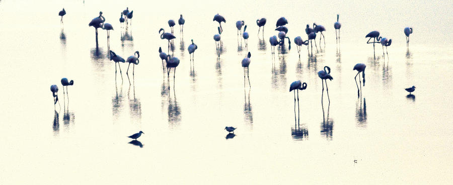 Swan Photograph - Swan Lake #2 by Anusha Hewage
