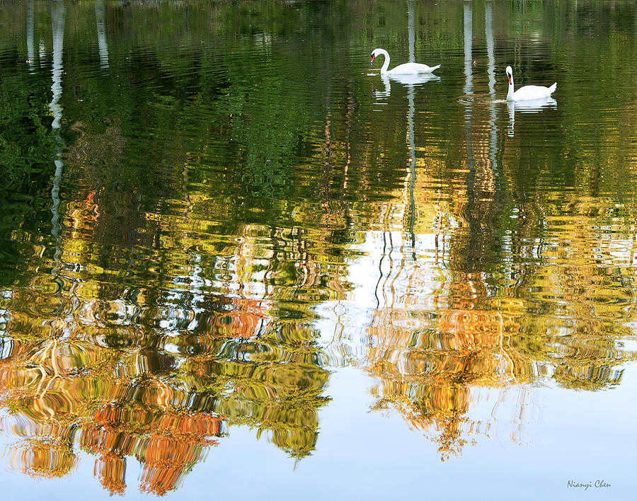 Swan Photograph - Swan Lake #2 by Nian Chen