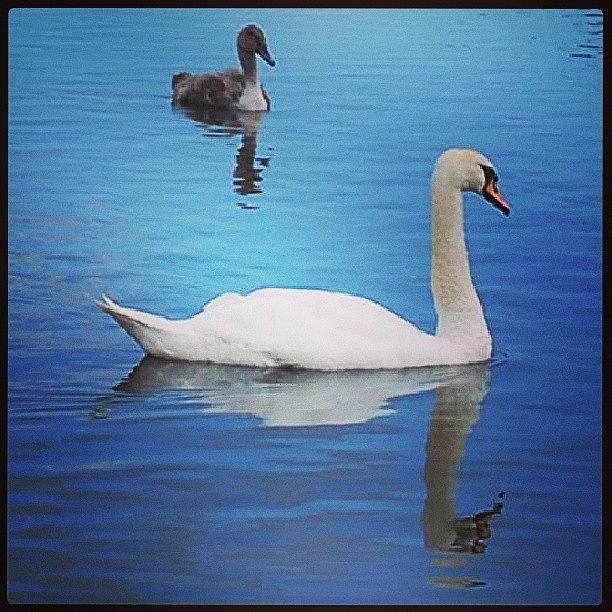 Nature Photograph - #swan #lake #pond #bird #serene #2 by Siobhan Macrae