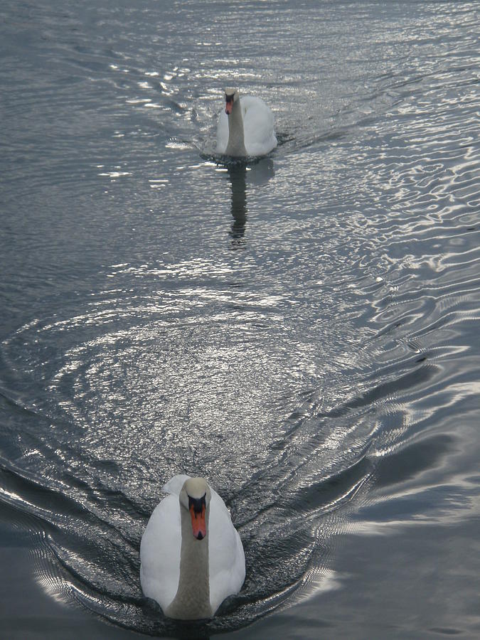 2 Swan Photograph by Robert Nickologianis