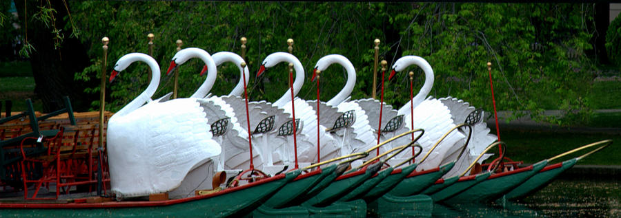 Swans All in a Row Photograph by Caroline Stella