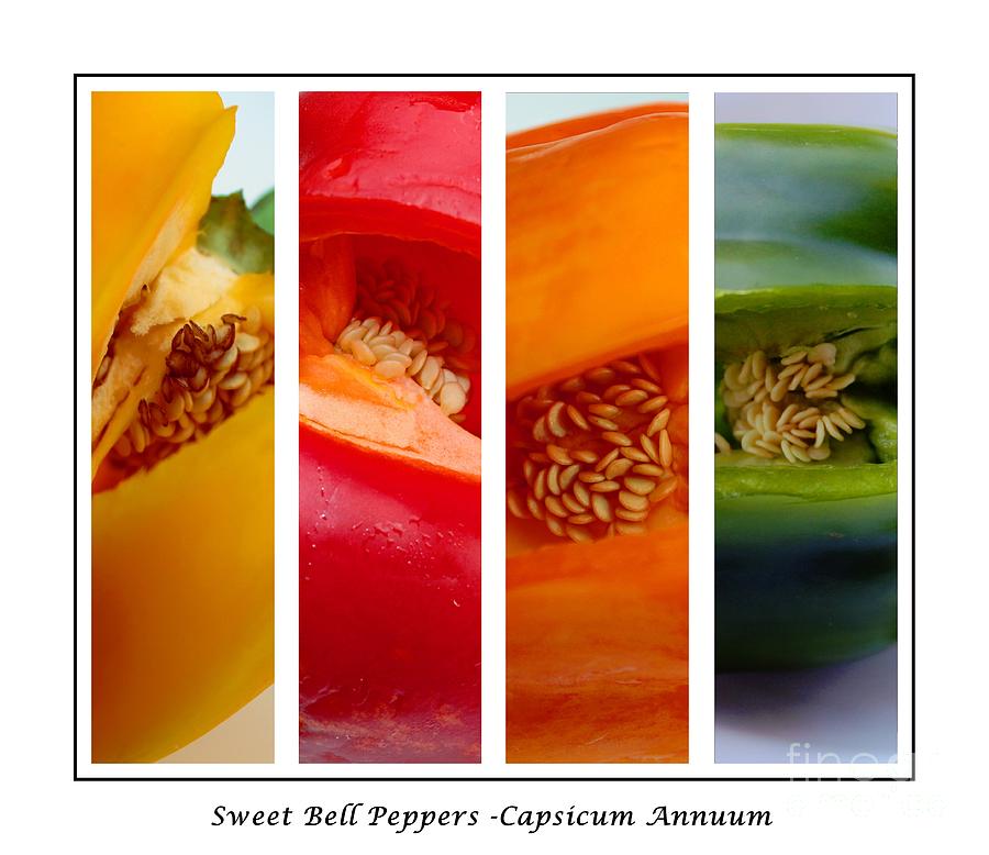Sweet Bell Peppers #2 Photograph by Barbara A Griffin