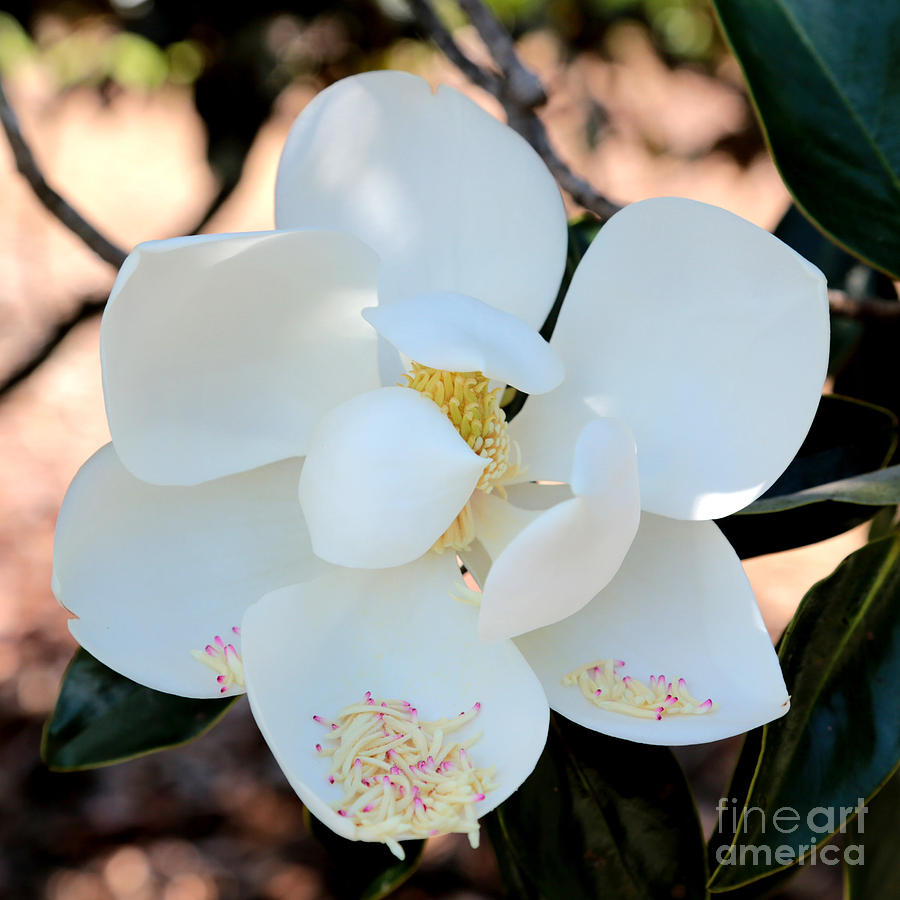Sweet Magnolia #2 Photograph by Carol Groenen