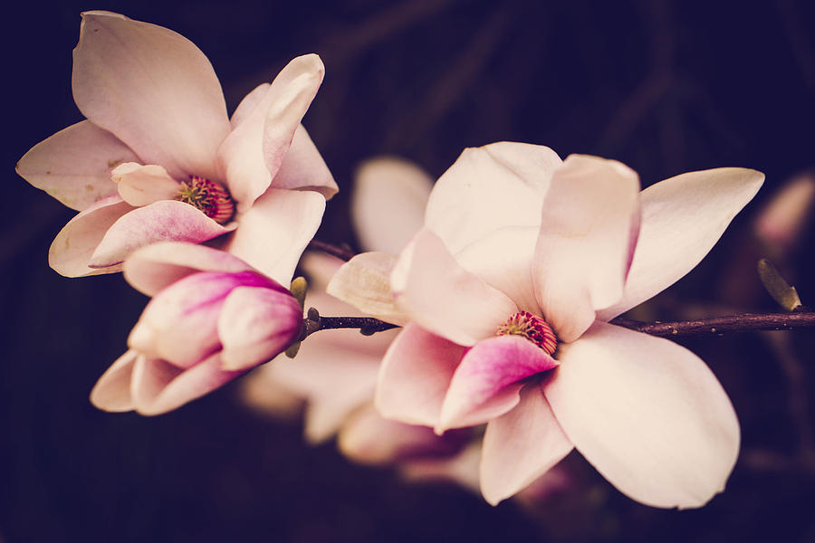 Sweet Magnolia Photograph