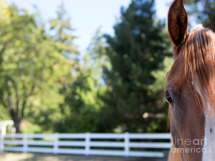 Horse Photograph - Sweet #2 by Rebecca Cozart