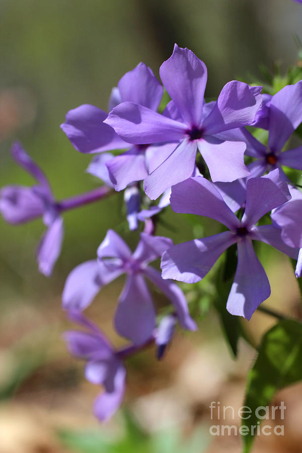Sweet William Purple Wildflower Springtime #2 Photograph by Adam Long