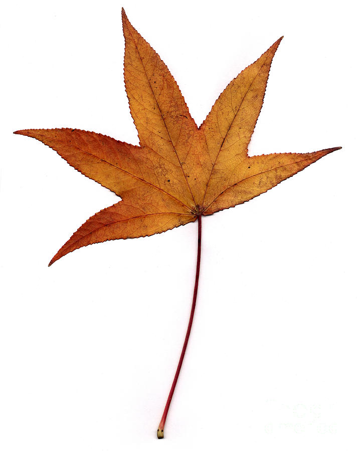 Sweetgum Leaf #2 Photograph by Scott Camazine