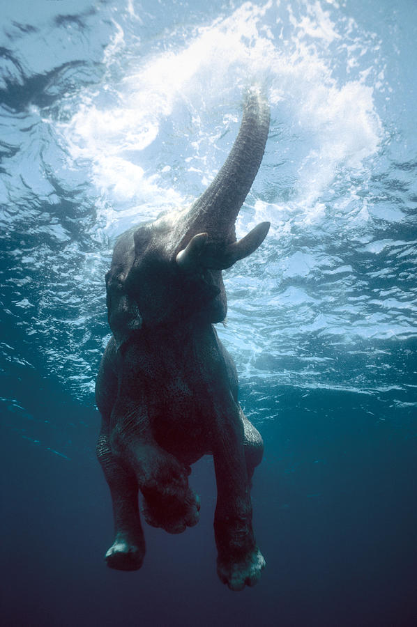 Elephant Photograph - Swimming elephant #2 by Olivier Blaise