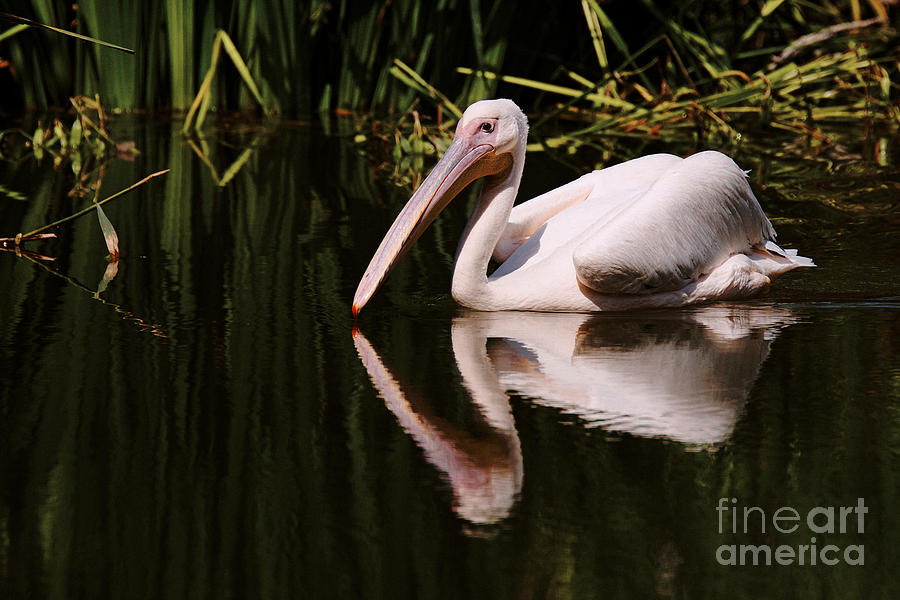 Swimming Pink Pelican #3 Photograph by Nick  Biemans