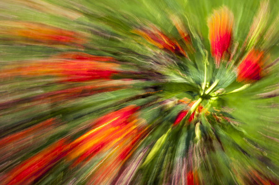 Rose Photograph - Swirl of Red by Jon Glaser