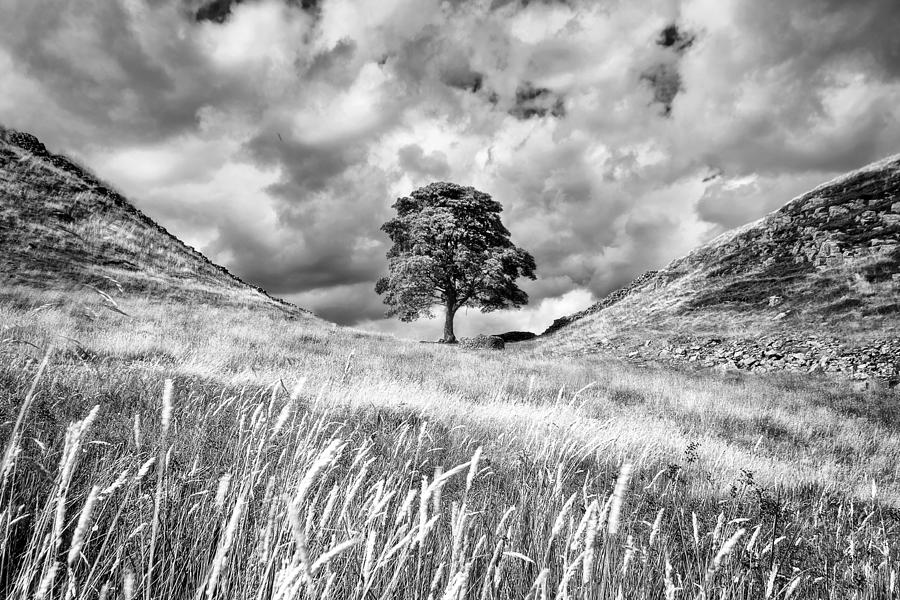 Northumberland National Park Photograph - Sycamore Gap Hadrians Wall #2 by Chris Frost