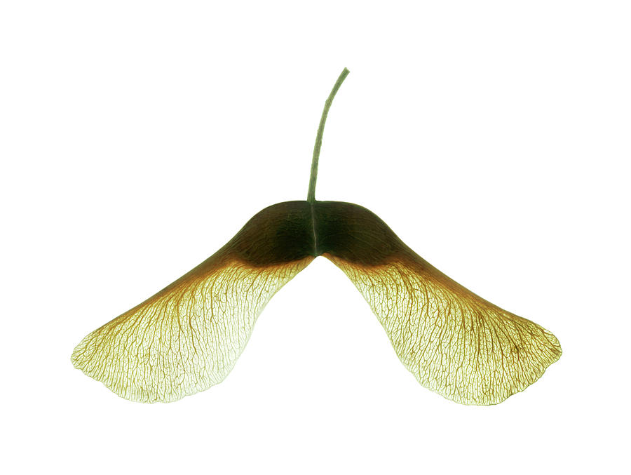 Sycamore Seeds Photograph by Gustoimages/science Photo Library Pixels