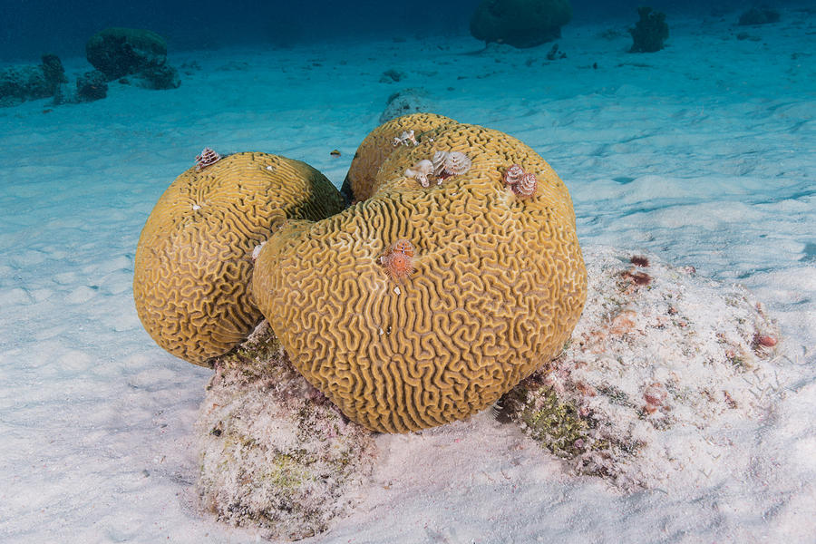 Symmetrical Brain Coral #2 Photograph by Andrew J. Martinez