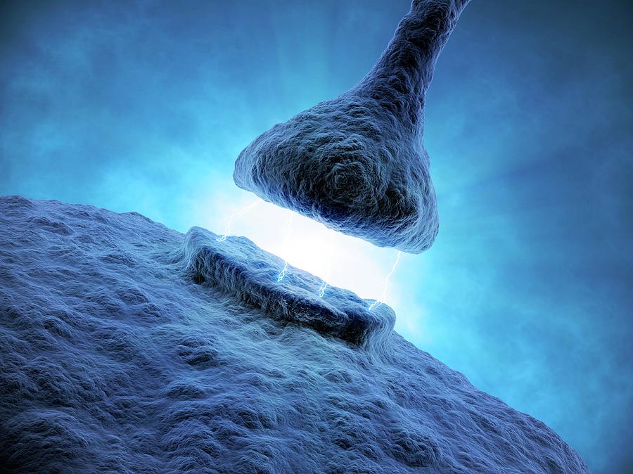 Synapse Photograph by Andrzej Wojcicki/science Photo Library