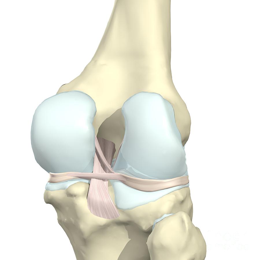 Synovial Membrane Of The Knee Photograph by Medical Images, Universal ...