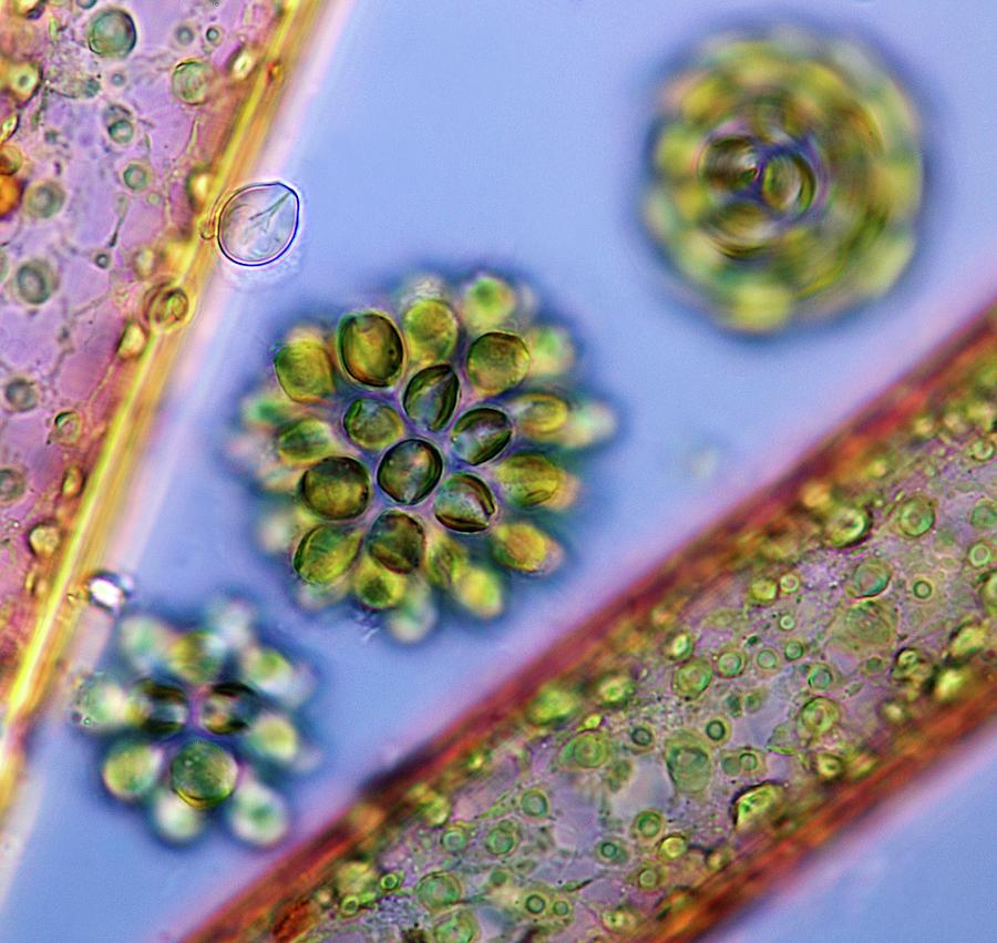 Nature Photograph - Synura Golden Algae #2 by Marek Mis