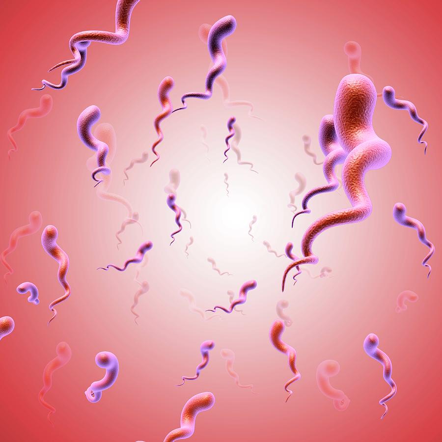 Syphilis Bacteria #2 Photograph by Pixologicstudio/science Photo Library
