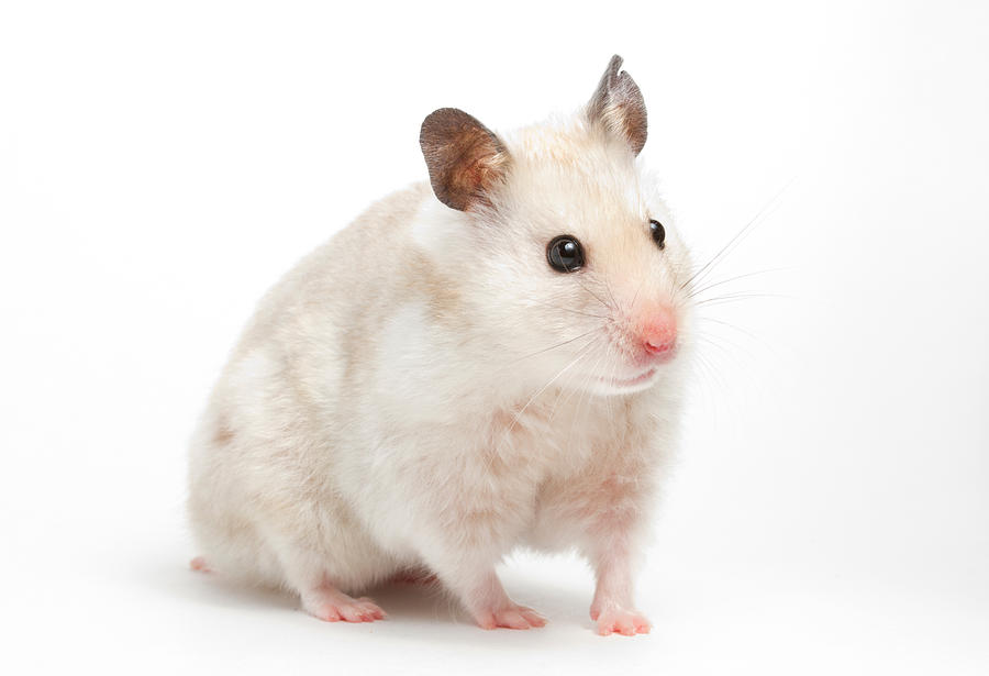 Animal Photograph - Syrian Hamster Mesocricetus Auratus #2 by David Kenny