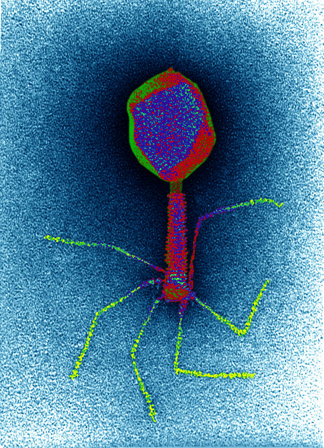 T-bacteriophages And E-coli #2 Photograph by Eye of Science