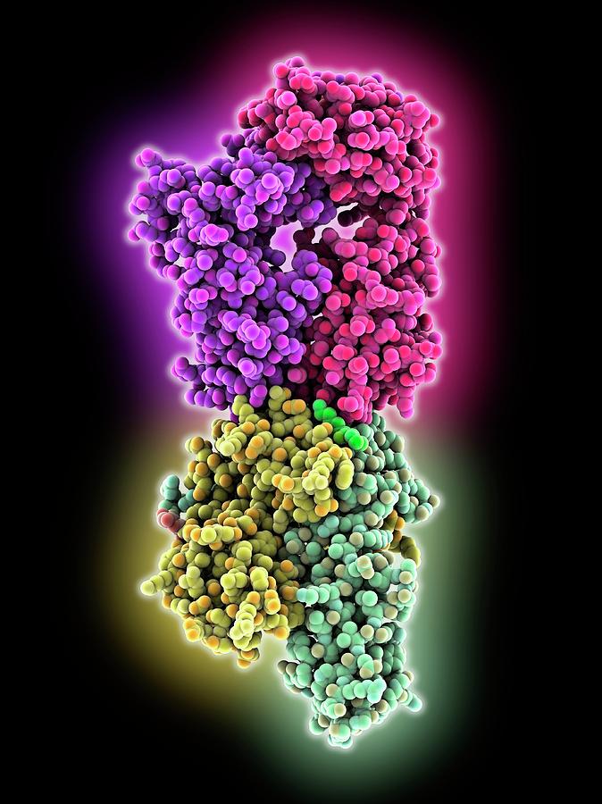 T Cell Receptor Antigen Complex Photograph By Laguna Design My Xxx Hot Girl 2236