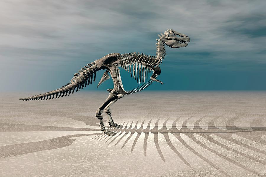 T. Rex Dinosaur Skeleton #2 Photograph by Carol & Mike Werner