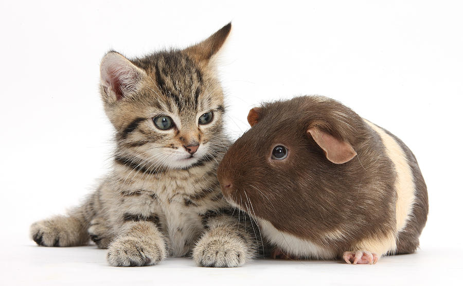 Tabby Kitten And Guinea Pig #2 Photograph by Mark Taylor