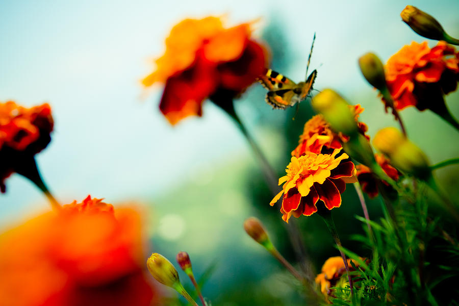 Tagetes and Buterfly fly away  #2 Photograph by Raimond Klavins