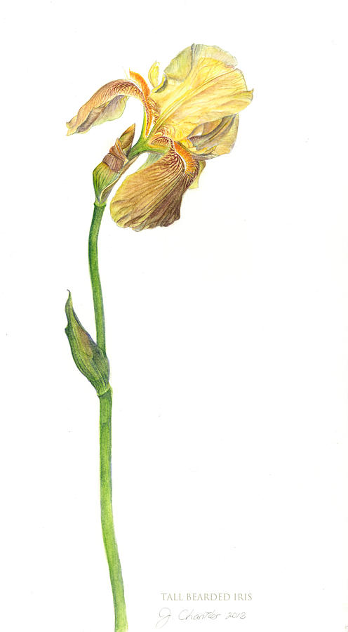Tall Bearded Iris #2 Painting by Judith Chantler