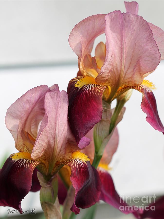 Flower Photograph - Tall Bearded Iris named Indian Chief #2 by J McCombie