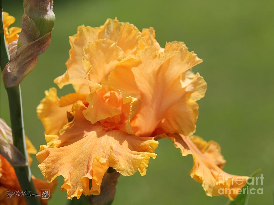 Flower Photograph - Tall Bearded Iris named Penny Lane #4 by J McCombie
