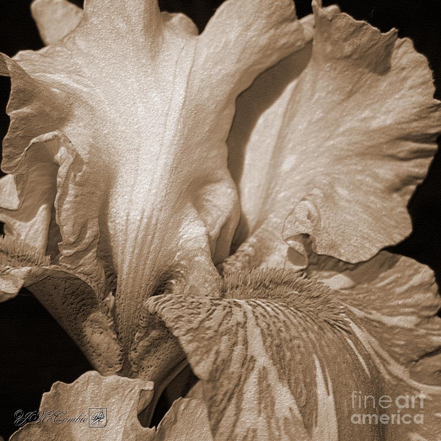Tall Bearded Iris named Saharan Sun #2 Photograph by J McCombie