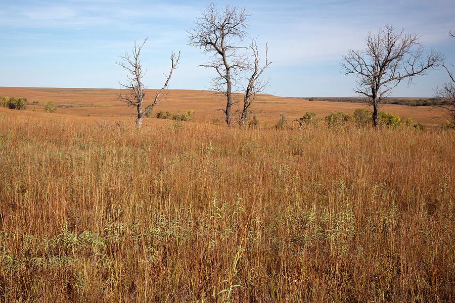 Tallgrass Prairie Photograph By Jim West Fine Art America 