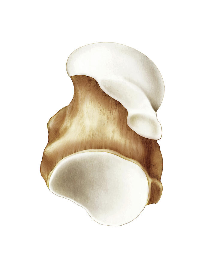 Anatomy Photograph - Talus Bone #2 by Asklepios Medical Atlas