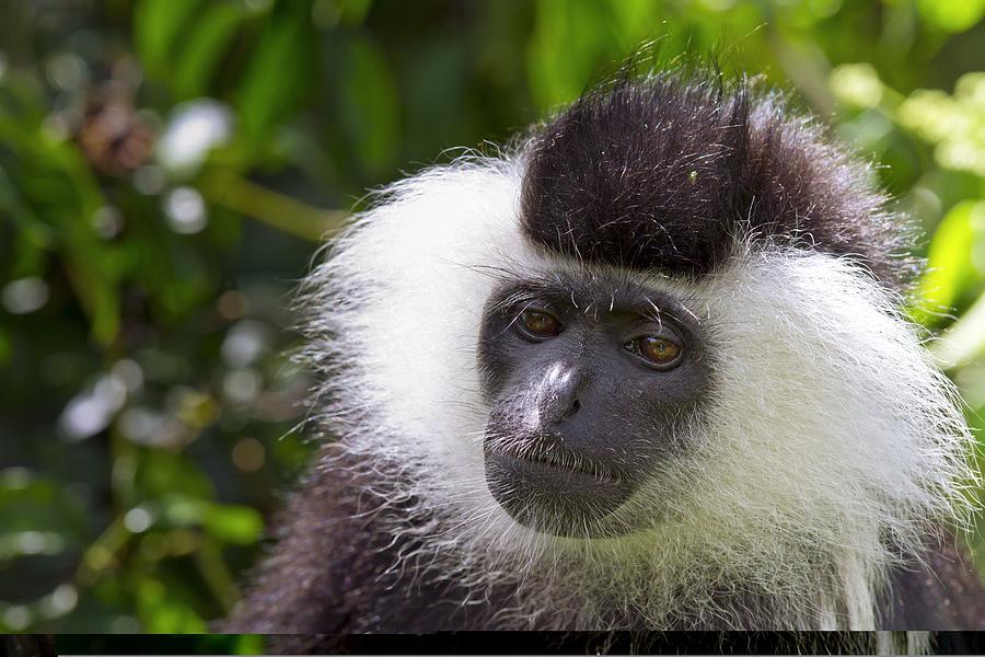 Animal Photograph - Tanzanian black-and-white colobus #2 by Science Photo Library