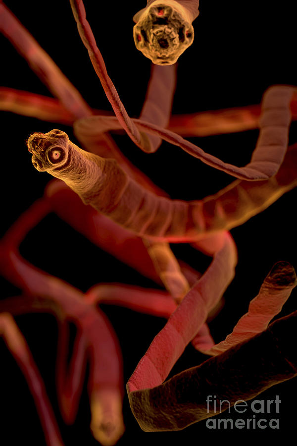 Tapeworms Cestoda Photograph by Science Picture Co - Pixels