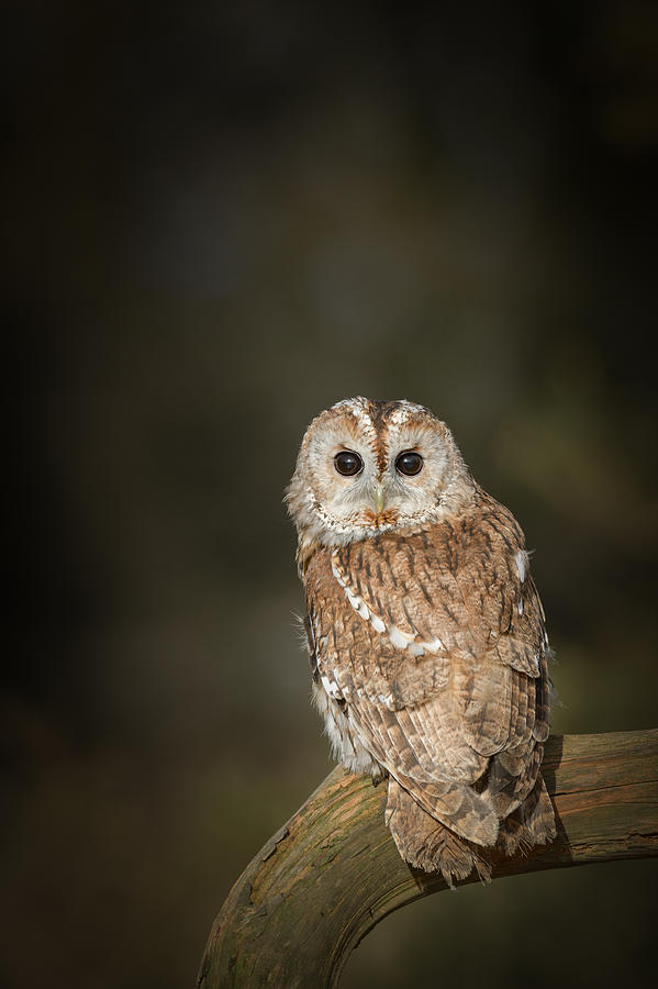 Tawny Owl #2 Photograph by Andy Astbury