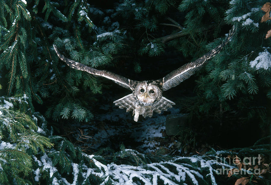 Tawny Owl #2 Photograph by Hans Reinhard