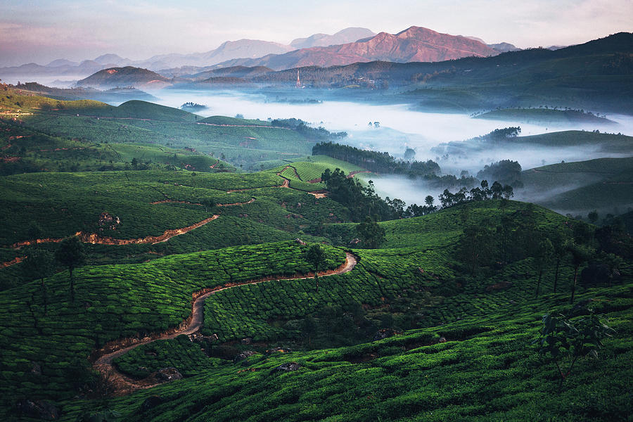 Tea Plantation In India #2 Photograph by Oleh slobodeniuk