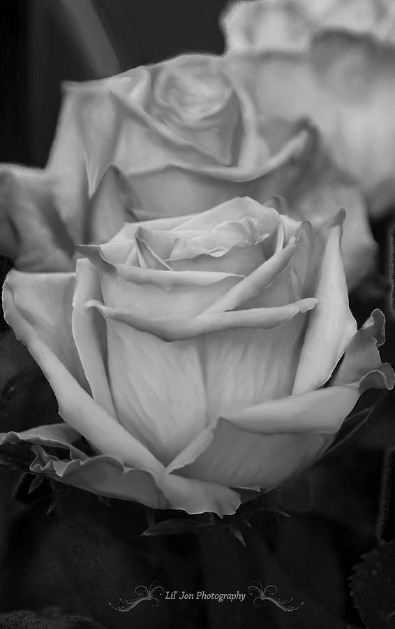 Tea Roses In Black and White #2 Photograph by Jeanette C Landstrom