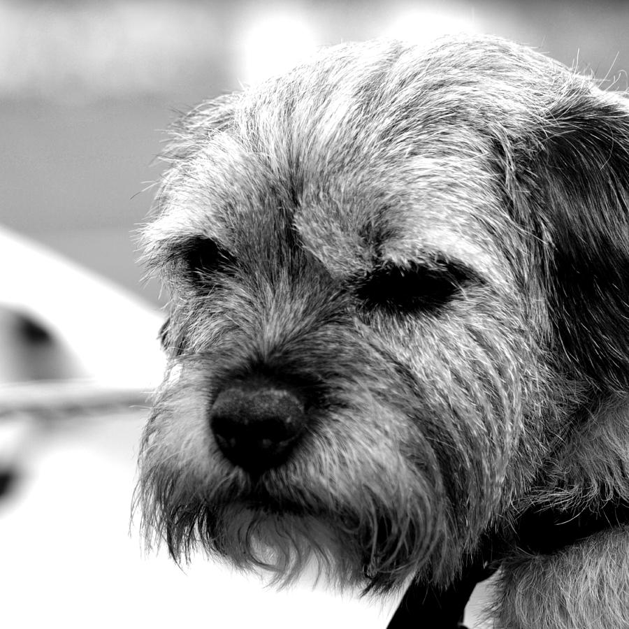 Dog Photograph - Teddy #2 by Sharon Lisa Clarke