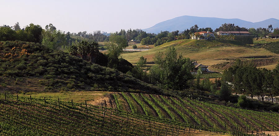 Temecula vineyards #1 Photograph by Viktor Savchenko