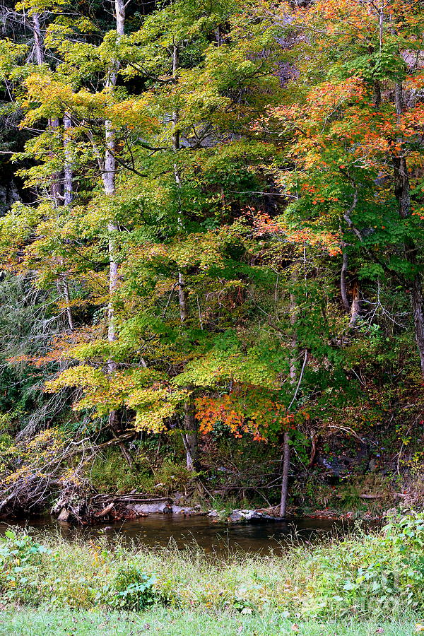 Tennessee Autumn Stream #2 Photograph by Carol Groenen