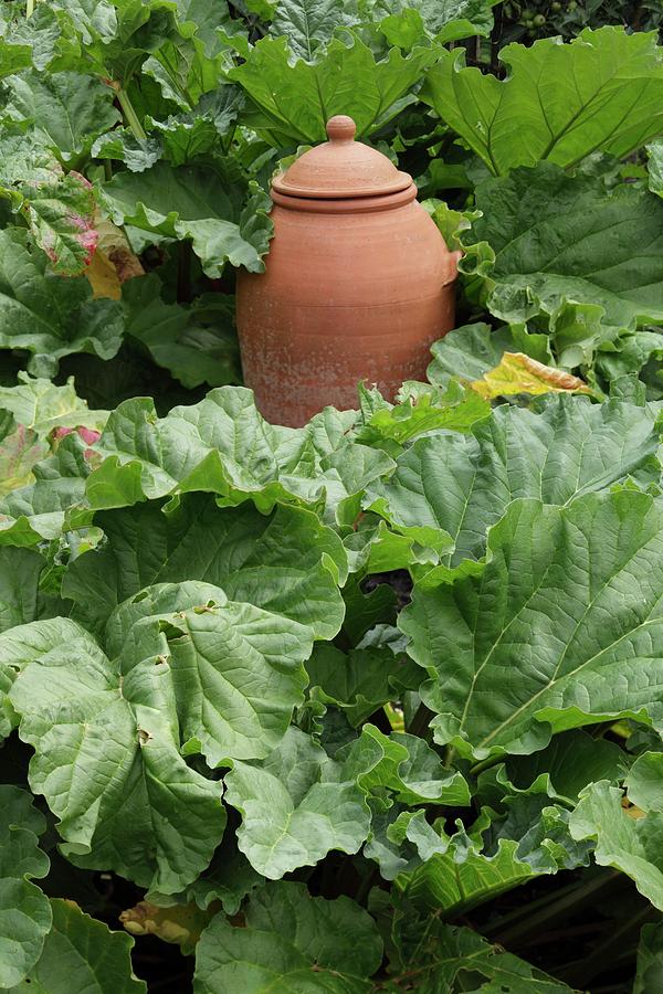 Vegetable Photograph - Terracotta Rhubarb Forcer #2 by Geoff Kidd/science Photo Library