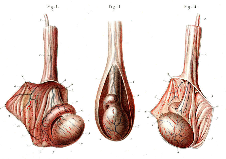 Testicle Anatomy #2 Photograph by Collection Abecasis