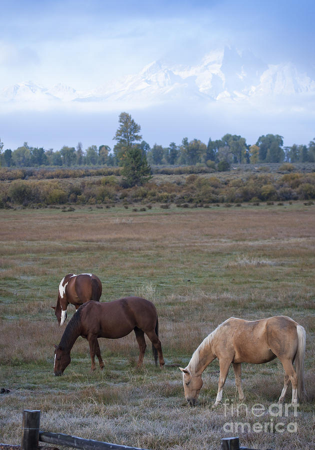 Teton Horses #2 Photograph by Idaho Scenic Images Linda Lantzy